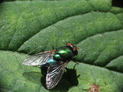 Lucilia illustris