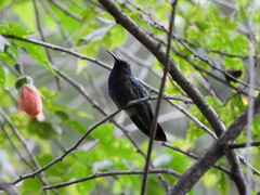 Colibri thalassinus