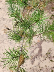 Pinus banksiana