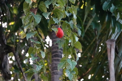 Momordica cochinchinensis
