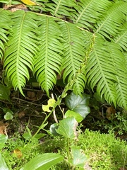 Platanthera pollostantha