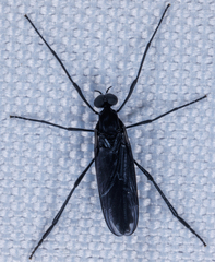 Penthetria heteroptera