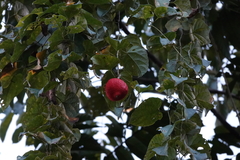 Momordica cochinchinensis