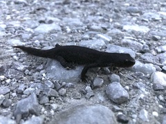 Ichthyosaura alpestris