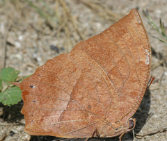 Fountainea rayoensis