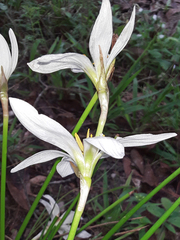 Zephyranthes candida