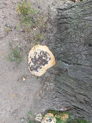 Pseudoinonotus dryadeus