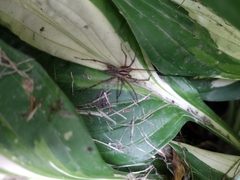 Lycosidae