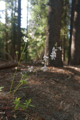 Delphinium depauperatum