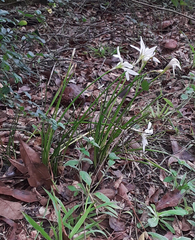 Zephyranthes candida
