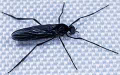 Penthetria heteroptera