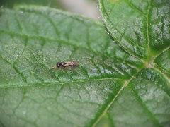 Scelionidae