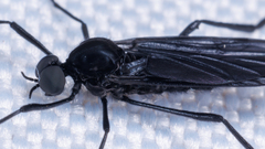 Penthetria heteroptera