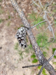 Pinus banksiana