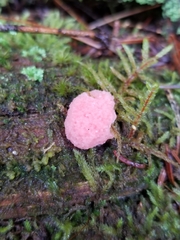 Tubifera ferruginosa
