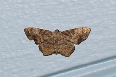 Hypagyrtis