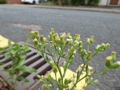 Erigeron sumatrensis