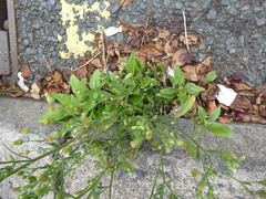 Erigeron sumatrensis