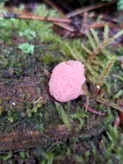 Tubifera ferruginosa