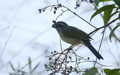 Saltator similis