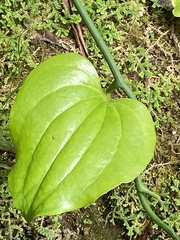 Smilax azorica