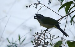 Saltator similis