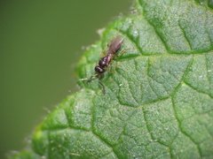Scelionidae