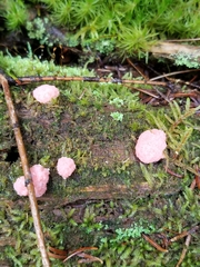 Tubifera ferruginosa
