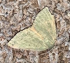 Numia bicoloraria