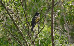 Saltator similis