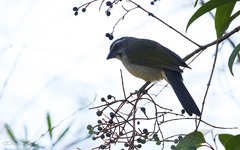 Saltator similis