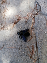Xylocopa