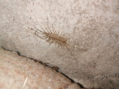 Scutigera coleoptrata