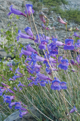 Penstemon azureus