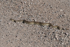 Crotalus scutulatus