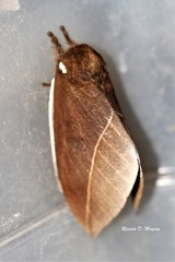 Automeris naranja