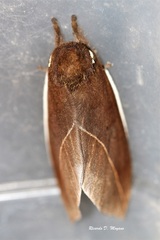 Automeris naranja