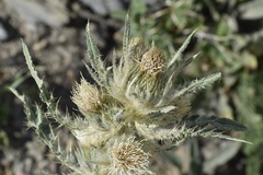 Cirsium hookerianum