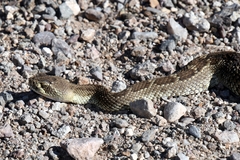 Crotalus scutulatus