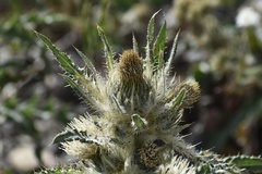 Cirsium hookerianum
