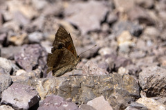 Junonia