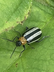 Acalymma trivittatum