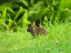 Sylvilagus palustris