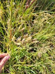 Lespedeza leptostachya