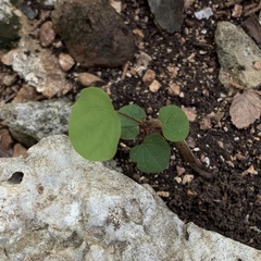 Cercis canadensis texensis