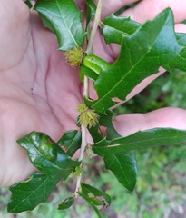 Andricus quercusfoliatus