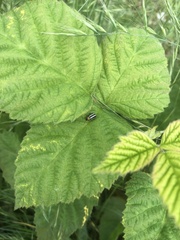 Acalymma trivittatum