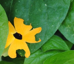 Thunbergia alata