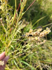 Lespedeza leptostachya