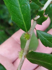 Andricus quercusfoliatus